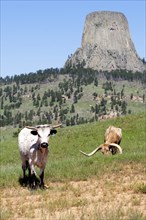 Two cows graze on grass in a field very close to Devils Tower in Wyoming