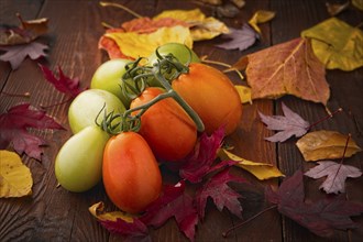 A studio photo of ripening roma tomatoes and autumn leaves