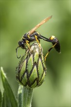 A close up of a wasp on a closed Montana Cone Flower