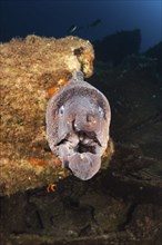 Brown moray eel on Teti Wreck, Gymnothorax unicolor, Vis Island, Mediterranean Sea, Croatia, Europe