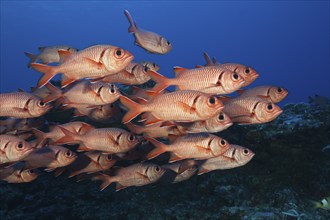 Shoal of Large Scale Soldierfish, Myripristis berndti, Fakarava, Tuamotu Archipelago, French