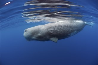 Sperm whale, Physeter catodon, Lesser Antilles, Caribbean, Dominica, Central America