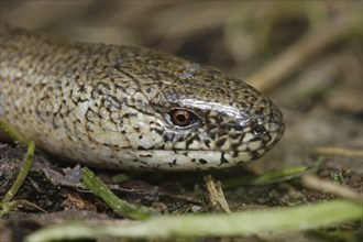 Slow worm, Anguis fragilis, slow worm