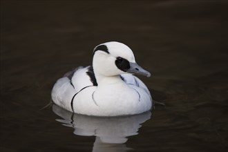 Red-breasted Merganser, Mergellus albellus, smew