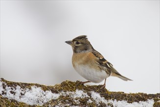 Mountain Finch, Fringilla montifringilla, brambling