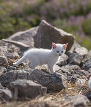 White kitten playing between rocks