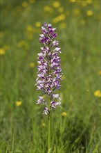 Helmet orchid, Orchis militaris, military orchid