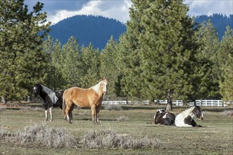 Some horses in a field near Hayden, Idaho. A few are standing and a few are laying down