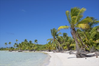 Long beach with coconut palms (Cocos nucifera) invites you to swim, private island, bird island,