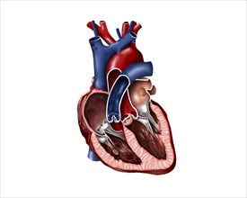 Cross section of human heart