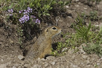 Ziesel, Spermophilus, European ground squirrel