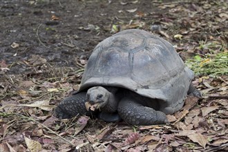 Aldabra Giant Tortoise, Aldabrachelys, big seychelles turtle