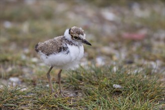 Little Ringed Plover, Charadrius dubius, Little Ringed Plover