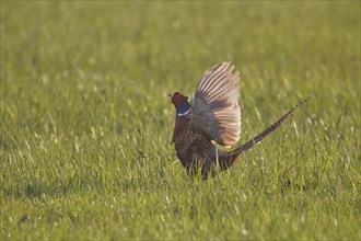 Fasan, Maennchen, Phasianus colchicus, common pheasant, male