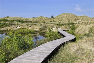 Boardwalk in the Amrum dunes nature reserve near Wittdün, Amrum, North Frisian Island, North