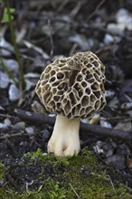 Edible morel, Morchella esculenta, common morel