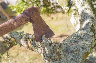 Axe stuck in a branch in a tree, Axe cutting tree with lichens