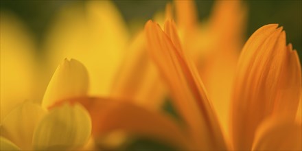 Marigolds (macro shot)