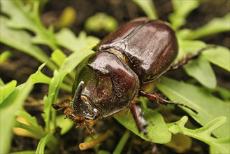 Macro image of a rhinoceros beetle. This insect is very rare. The rhinoceros beetle is a