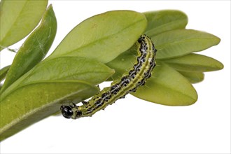 Box tree moth caterpillar crawling on a branch with box tree leaves cropped on white