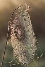 Spider's web in the morning dew