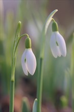 Close-up of common snowdrops (Galanthus nivalis)