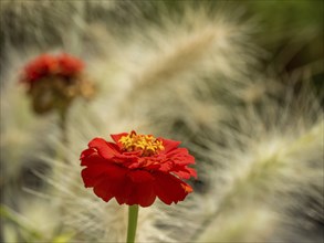 Red flower in close-up with blurred background emphasising the delicate details of the petals, Bad