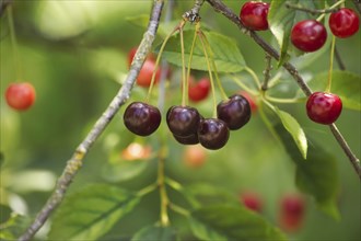 Clusters of bright red cherries in various stages of ripeness, hanging from the branch of a fruit