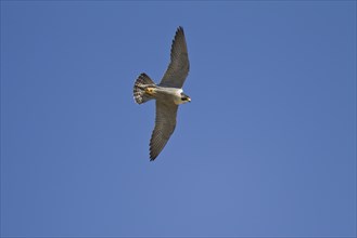 Peregrine falcon, Falco peregrinus, peregrine falcon