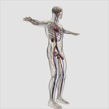 Three dimensional medical illustration of male reproductive system and circulatory system