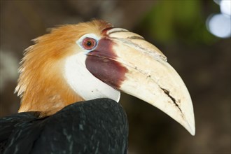 Papuan Hornbill, Rhyticeros plicatus, Tufi, Oro Province, Papua New Guinea, Oceania