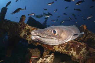 Conger conger at Teti wreck, Conger conger, island Vis, Mediterranean Sea, Croatia, Europe