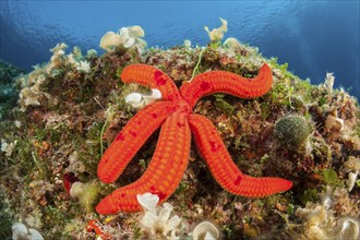 Purple starfish, Echinaster sepositus, Vis Island, Mediterranean Sea, Croatia, Europe