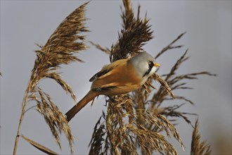 Bearded Tit, male, Panurus biarmicus, bearded reedling, male