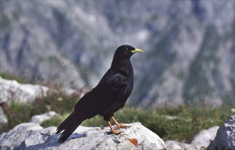 Alpine chough, Pyrrhocorax graculus, Alpine chough