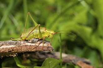 Broad-leaved sabre grasshopper, Barbitistes serricauda, grasshopper