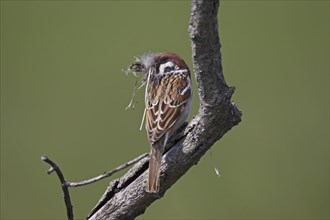 Feldsperling, Passer montanus, Eurasian tree sparrow