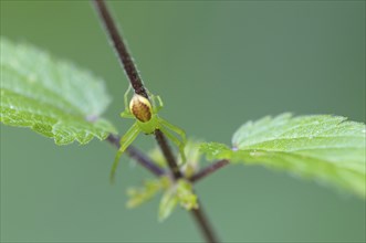 A Diaea dorsata spider sits on the stem of a stinging nettle