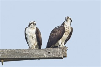 Two osprey are perched on wooden posts off a pole are searching for food near Sprague, Washington