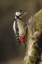 Great spotted woodpecker, female, Dendrocopos major, Syn Picoides major, great spotted woodpecker,