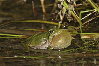 European tree frog, Hyla arborea, European tree frog