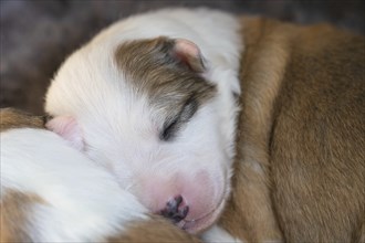 11 day old Icelandic dog