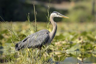 A great blue heron is wading in a pond in north Idaho