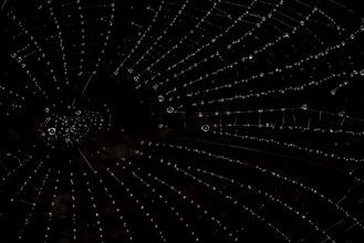 Spider web with water droplets against a black background