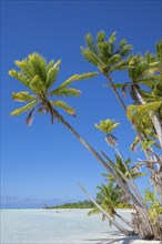 Coconut palms (Cocos nucifera) stretch towards the sun, private island, bird island, privileged,