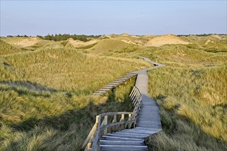 Boardwalk in the Amrum dunes nature reserve near Norddorf, Amrum, North Frisian Island, North