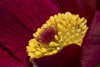 Pasque flower, Pulsatilla, pasque flower