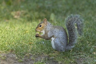 A small cute squirrel eating an acorn in a park in Spokane, Washington