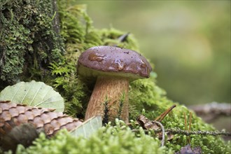 Wild Boletus pinophilus also known as the pine bolete or pinewood king bolete, surrounded by the