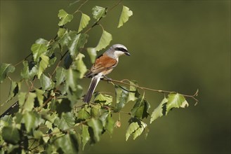 Red-backed shrike ? Male, Lanius collurio, red-backed shrike, male